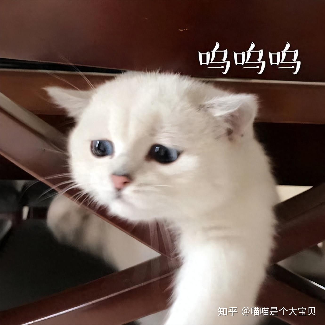 “养猫前”与“养猫后”的生活对比,网友:没有对比没有伤害 - 知乎