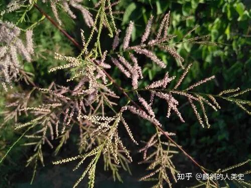 石竹目—柽柳科(上):红砂