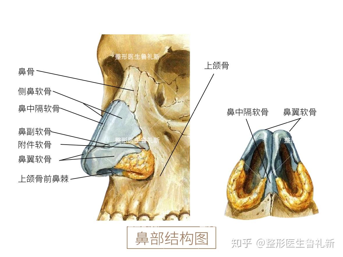 鼻子骨骼结构图片图片