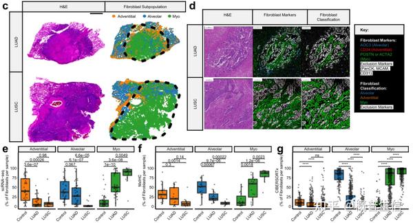 成纤维细胞又发高分文章啦！ - 知乎