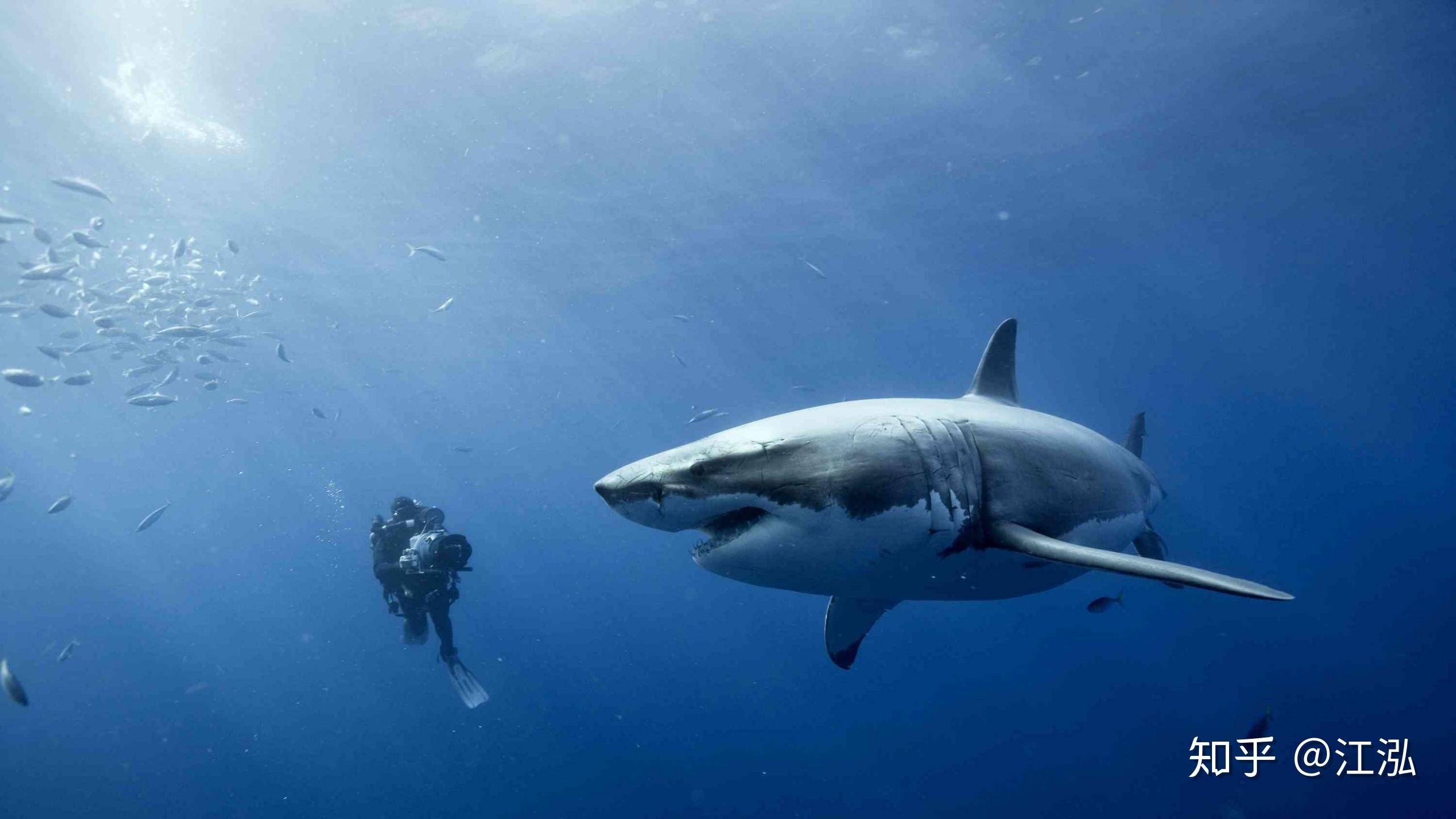 大白鲨和虎鲸谁是海中霸主