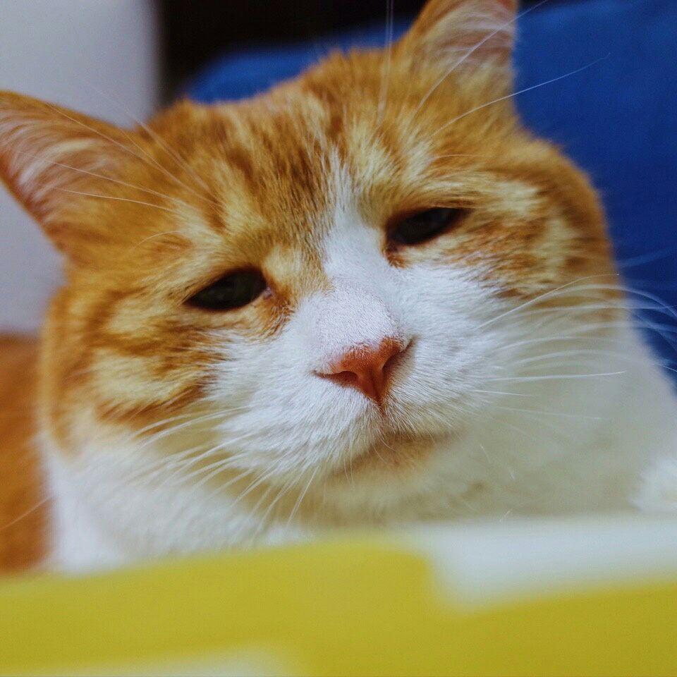 下垂眼是一种怎样的体验? - 知乎