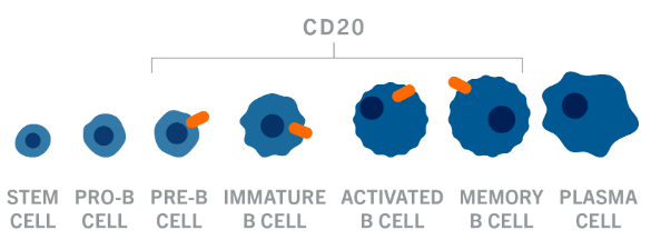 CD20：从Chimeric，Humanized，Afucosylated到T-cell Engager，终点是Roche - 知乎