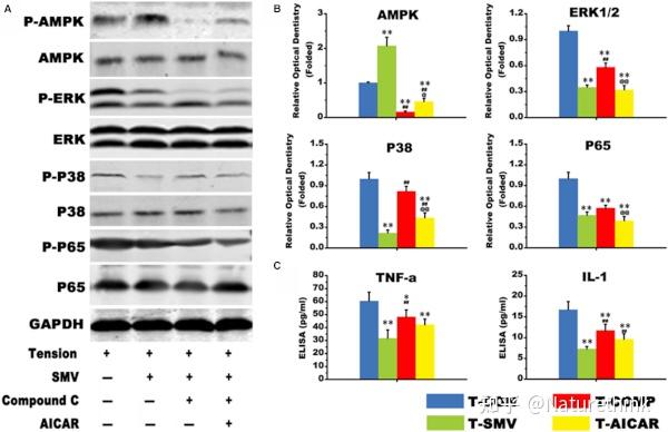 辛伐他汀的局部给药通过抗炎特性和ampkmapknfkb抑制在机械性牙齿移动