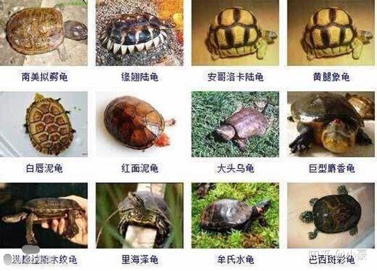乌龟种类有多少种? - 知乎