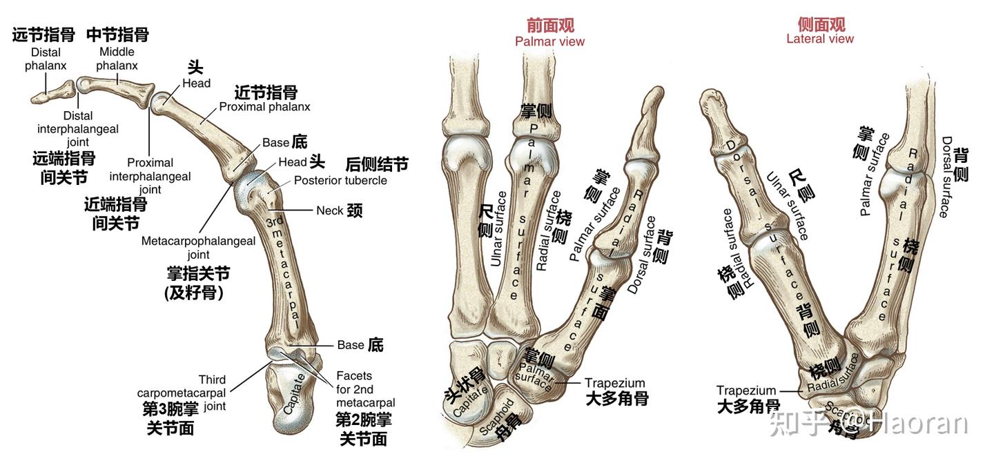科学运动笔记（八）：腕关节、手与小臂力量- 知乎
