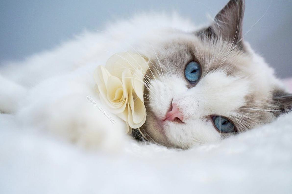 显示全部 愉快的周六让好看的布偶猫来陪伴今天推荐的布偶猫ladymarie