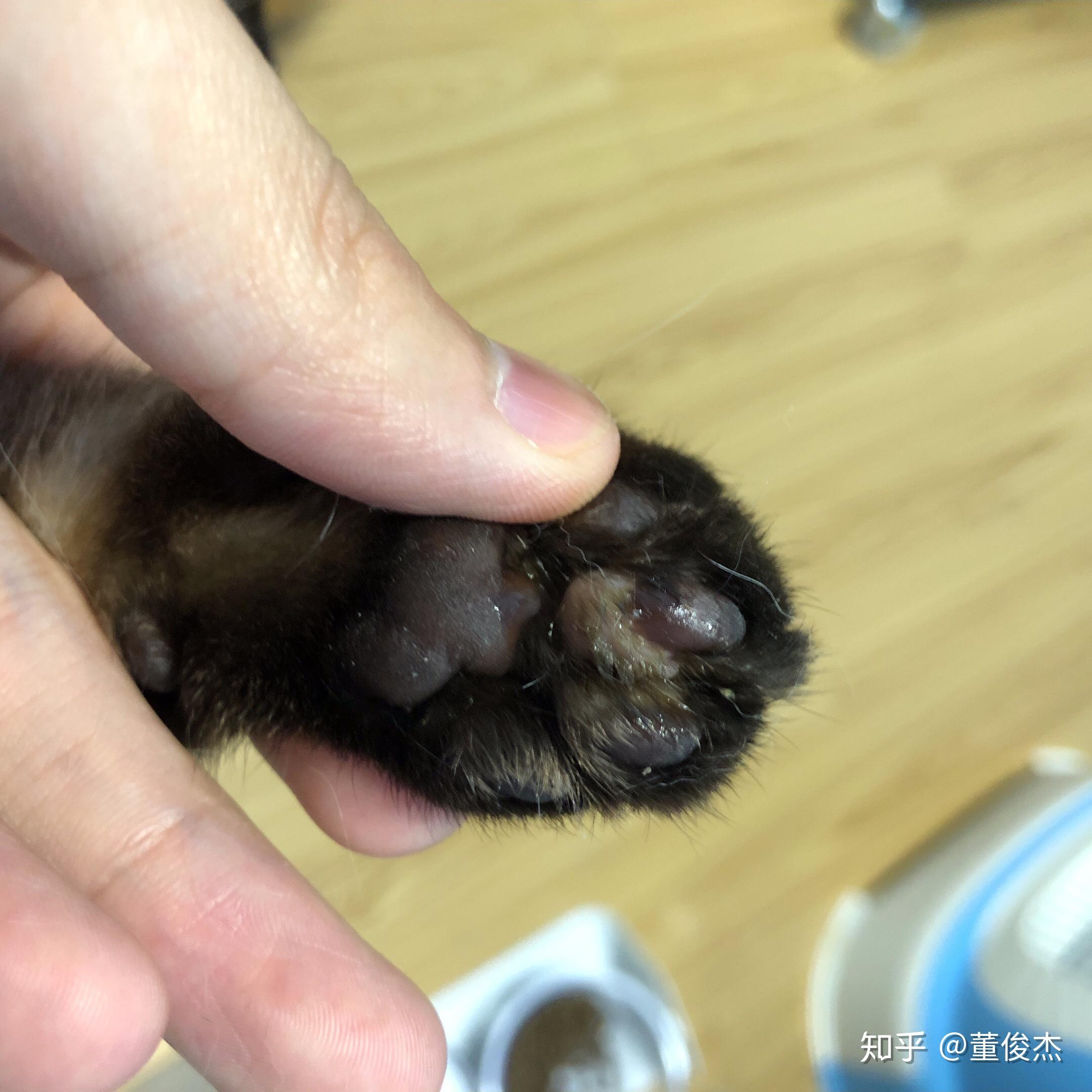 我家猫爪子缝真菌感染,没有及时发现,舔完以后现在肉垫那块儿增生很