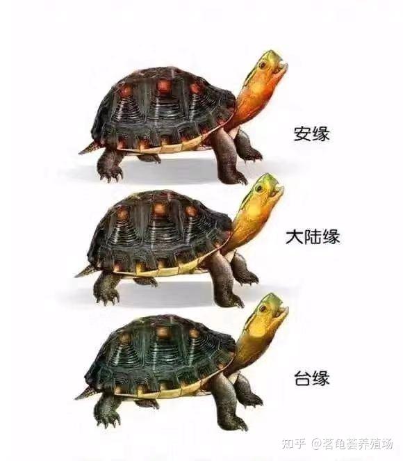 黄缘闭壳龟是不是属于国家二级保护动物