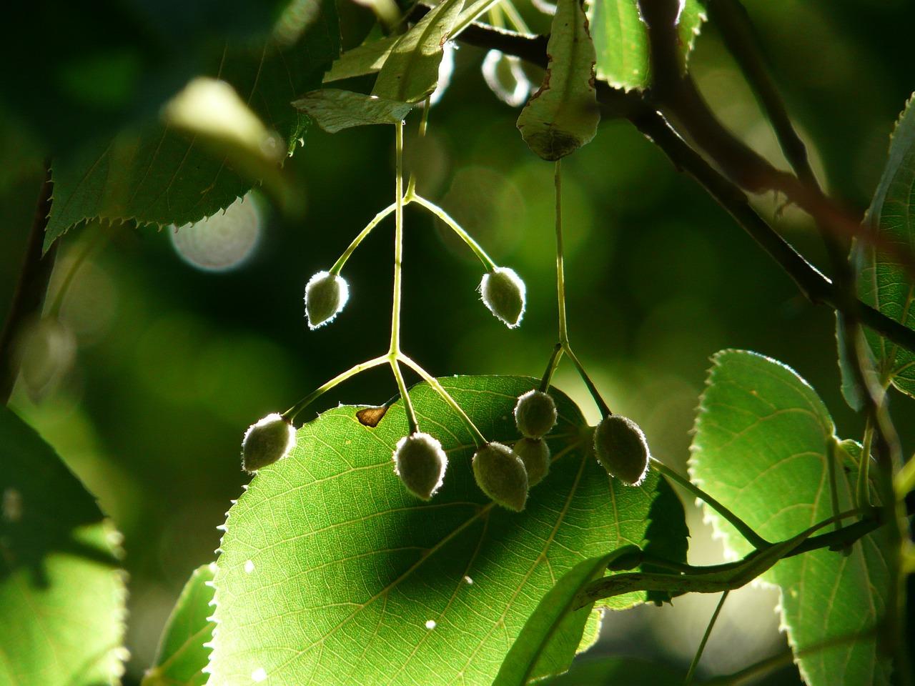 菩提树种子怎么种