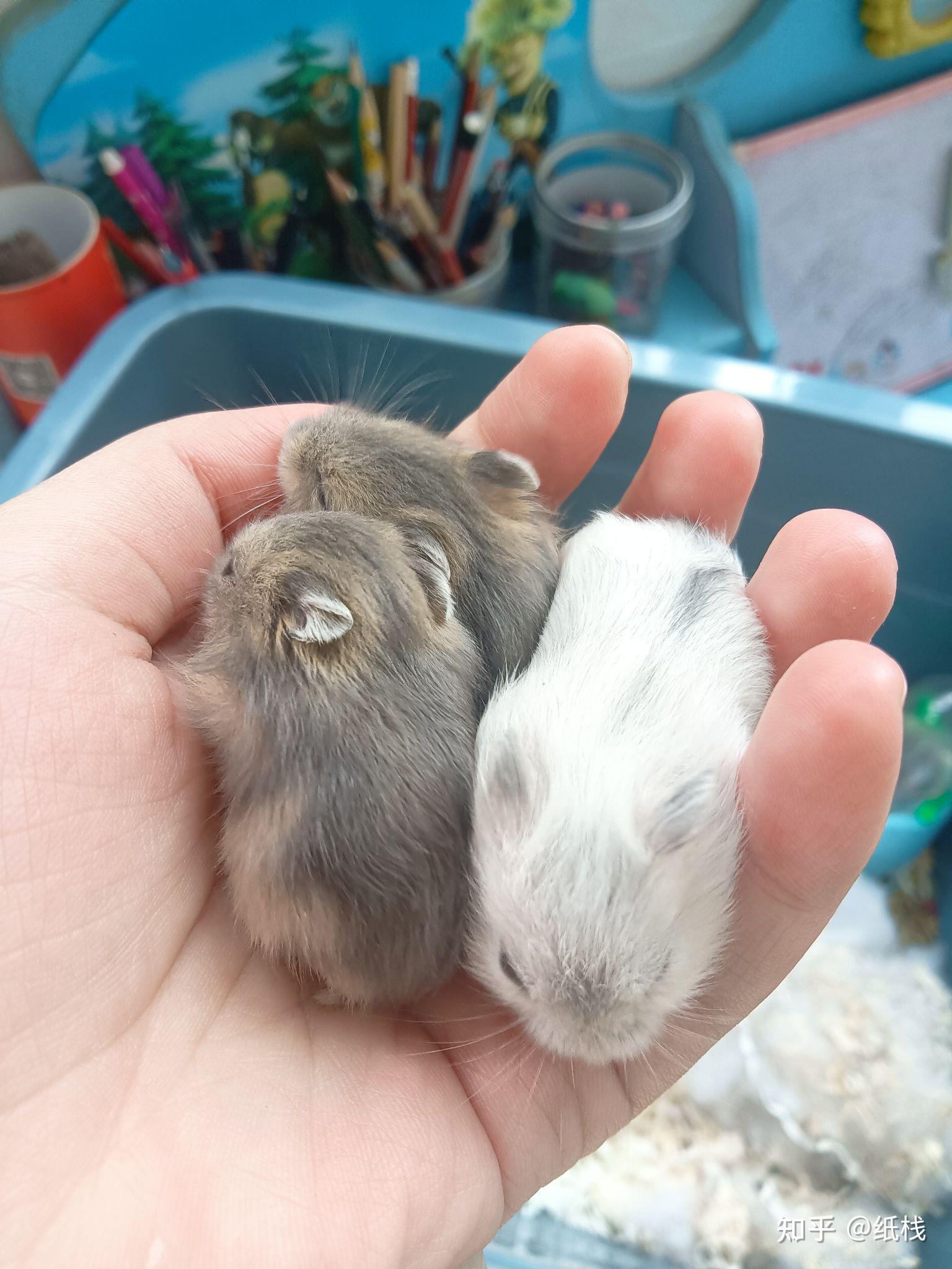 三线和银狐可以生宝宝吗? - 知乎