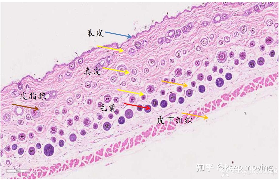 皮肤组织结构 - 知乎
