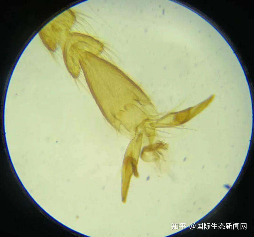 近30年植物传粉者骤减，自花授粉频率比例激增27%！“复活生态学”揭示生态恶性循环 - 知乎