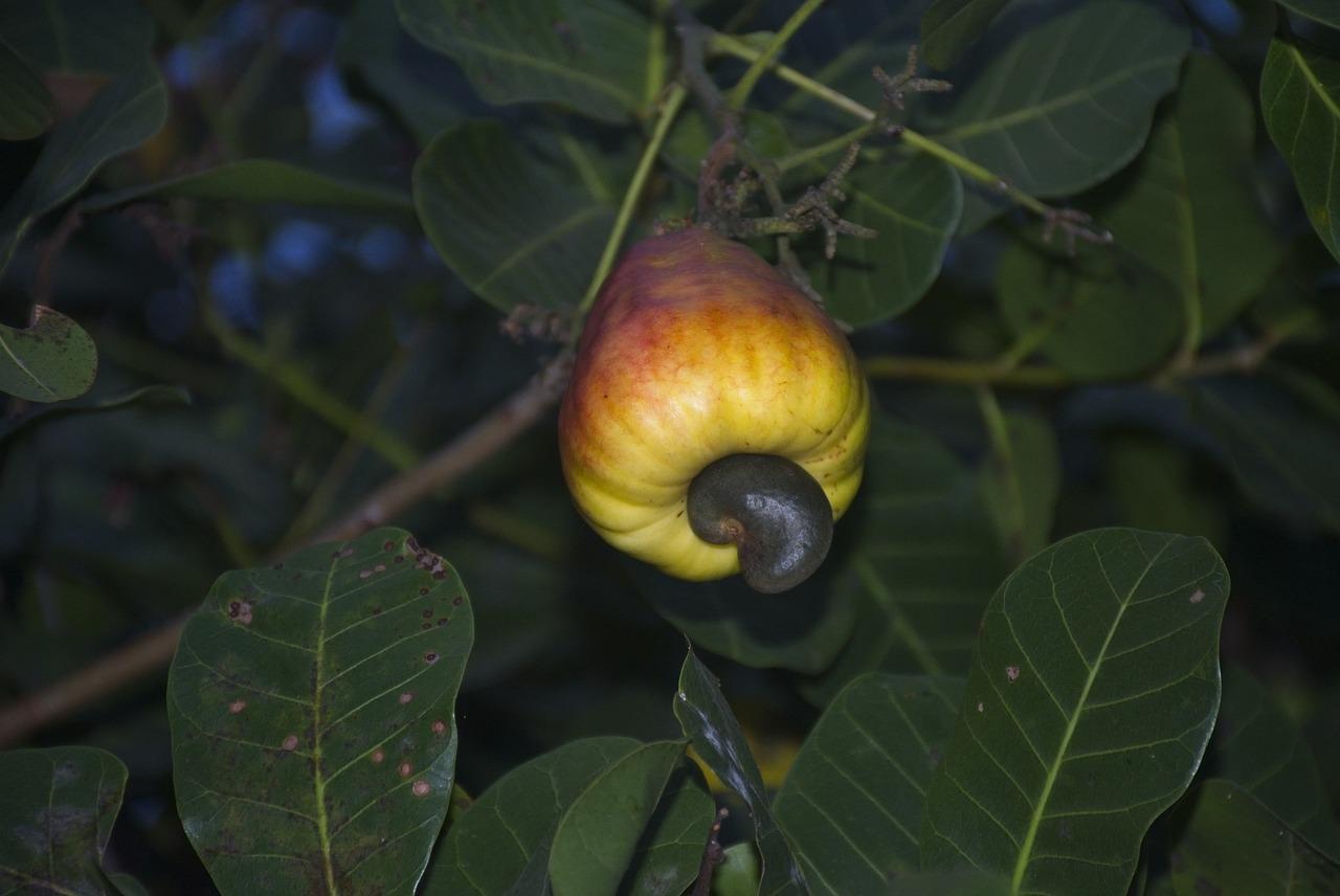 碧根果种植要点