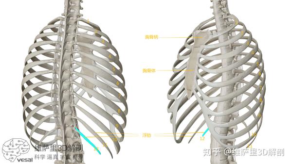 轻松掌握“肋”的解剖结构,超详细! - 知乎