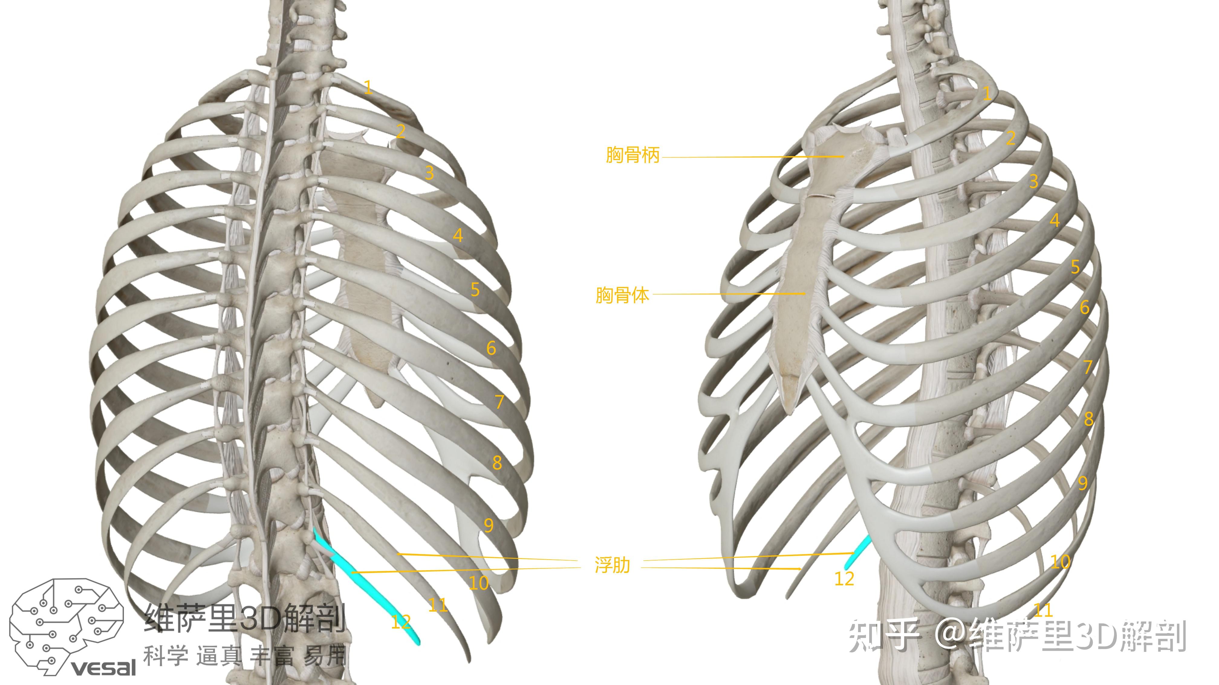 肋骨頭関節と肋横突関節の凹凸構造 | しっかりアナトミー