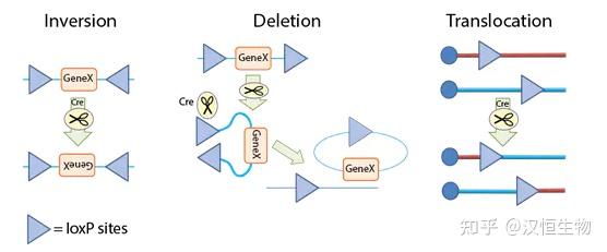 Cre-loxP重组酶系统应用全攻略 - 知乎
