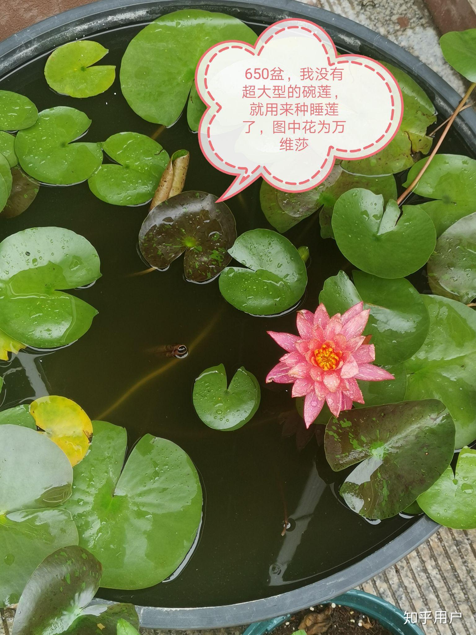 碗莲怎么水培?(水培碗莲种植方法图解)