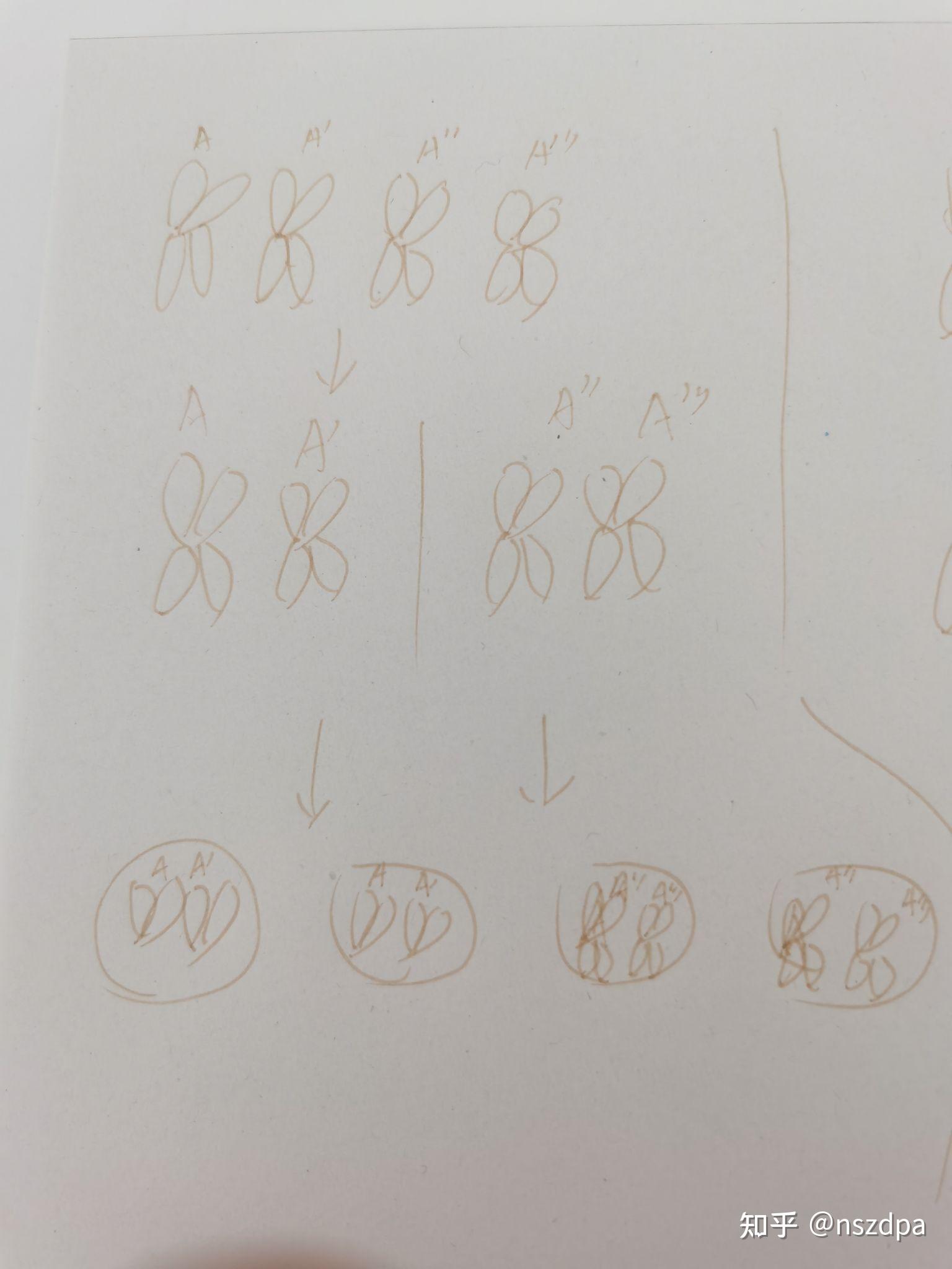 4倍体与2倍体杂交的3倍体为什么染色体有3组,不应该是2组吗,4倍体与2