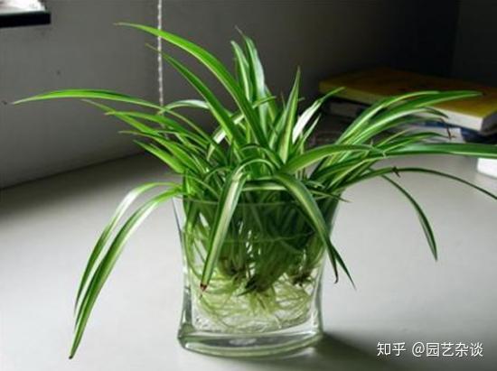水培植物中的王者 剪段枝条扔水里 就能旺盛生长 知乎