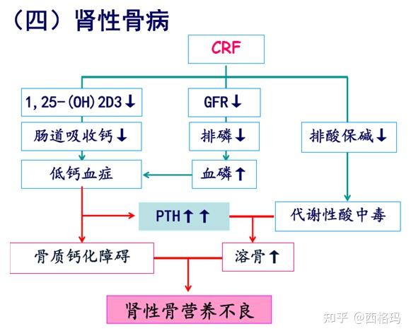 病理生理学13-肾功能不全