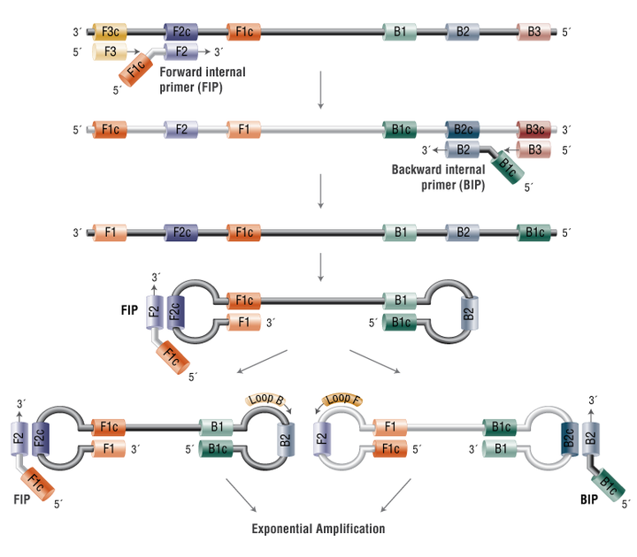 技术剖析：分子诊断之争：LAMP VS. PCR 知乎