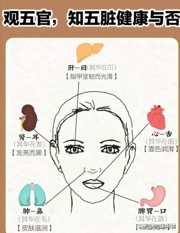 五官与五脏 - 知乎