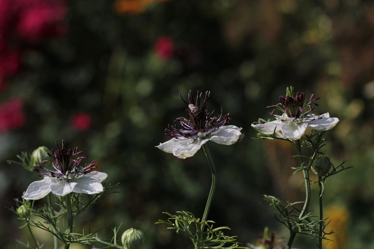 4. 矮麦冬平米价目