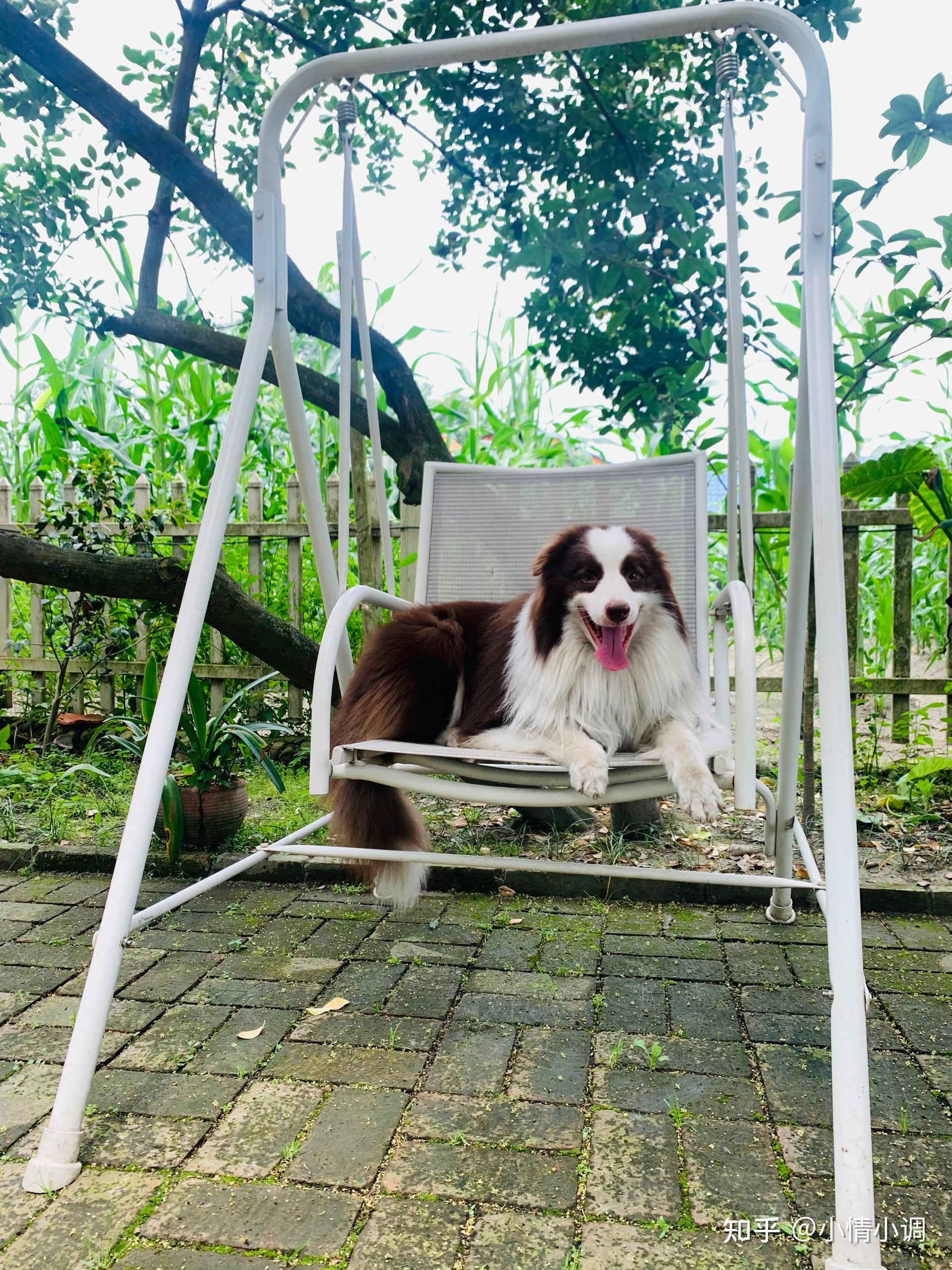 边牧夏天造型图片