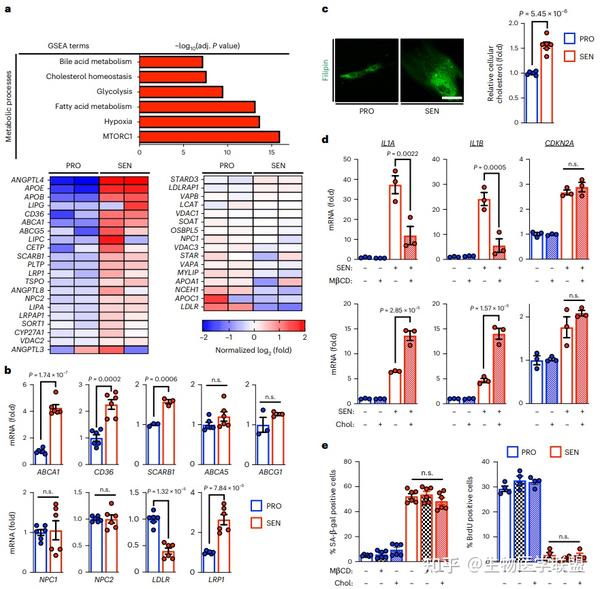 Nature Metabolism| ABCA1通过调节胆固醇代谢调节mTORC1活性参与衰老和炎症反应 - 知乎