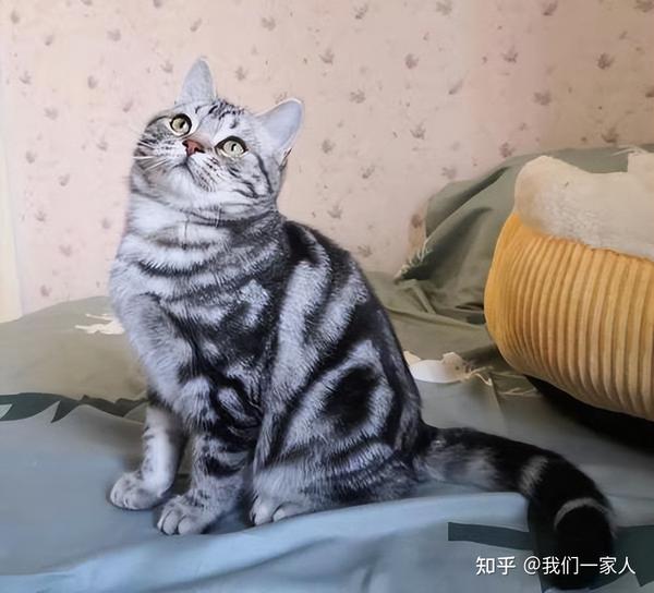 为什么美短要挑“银色虎斑”呢？原因就5个 - 知乎
