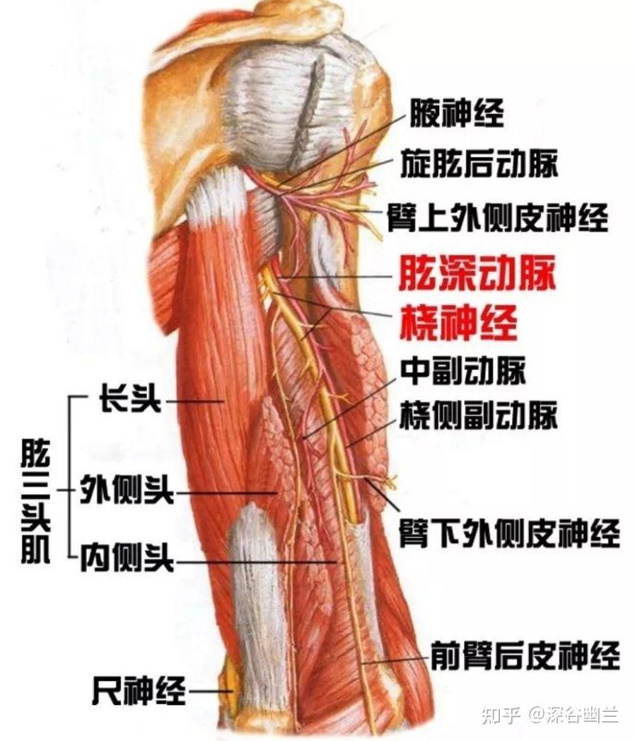 當肱三頭肌長頭與外側頭之間,有中側副動,靜脈,布有臂背側皮神經,橈