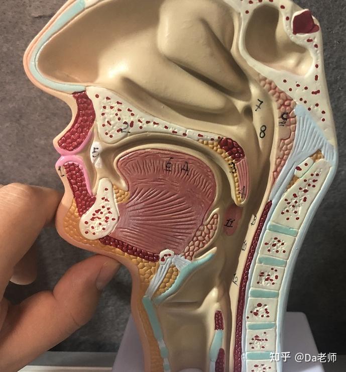 唱歌的时候吞咽肌肉完全不发力吗? - 知乎
