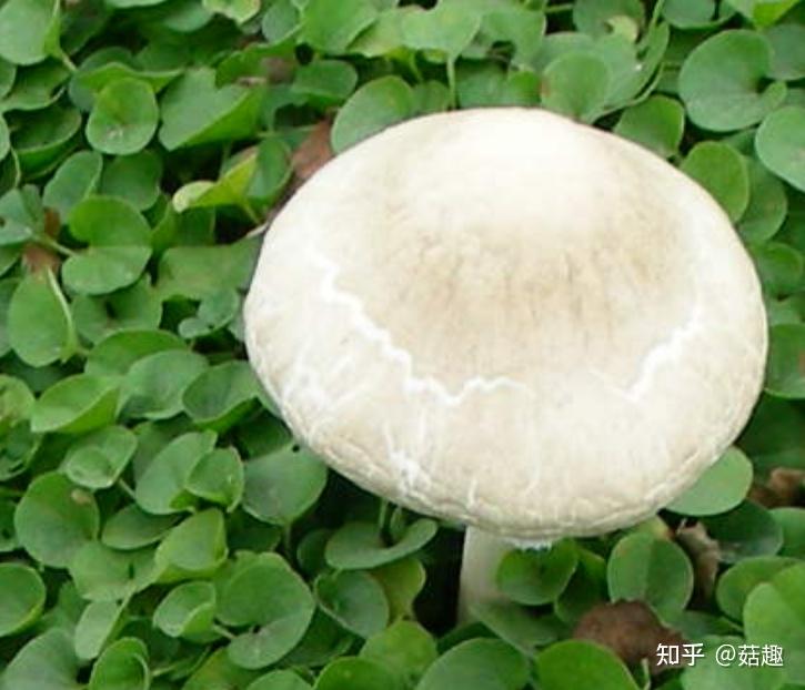 菇趣纯白环菇