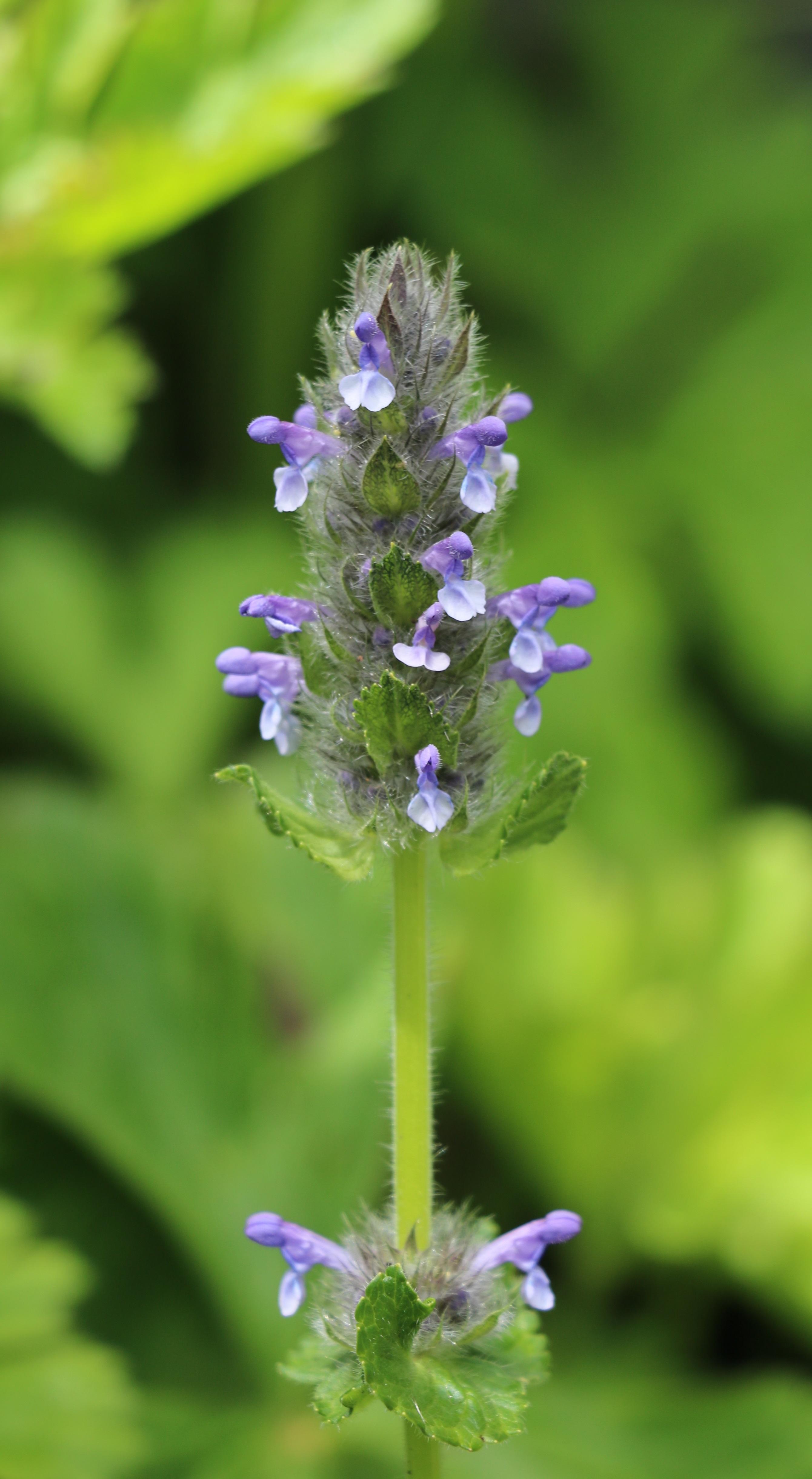 自然足迹横断山区植物小记二车前科唇形科