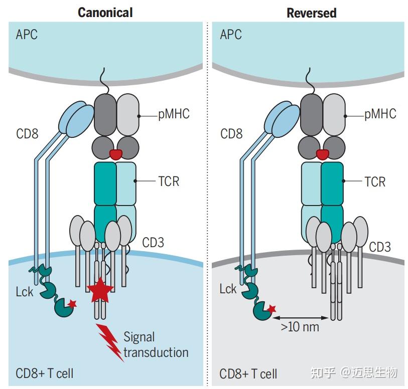 T CD8 t cd8
