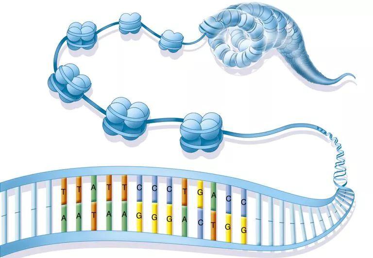 专家解读science cell丨近期系列染色质重塑复合物相关重大成果