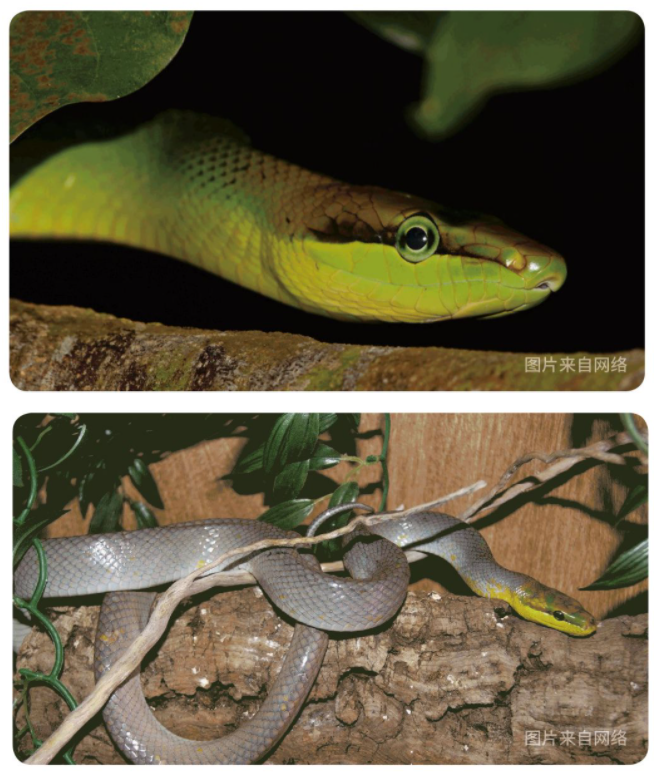 物种小谈┃红尾树栖锦蛇 - 知乎