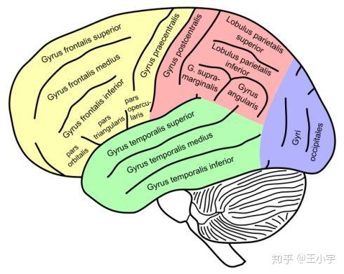 Prefrontal Cortex (gyrus)细致划分 - 知乎