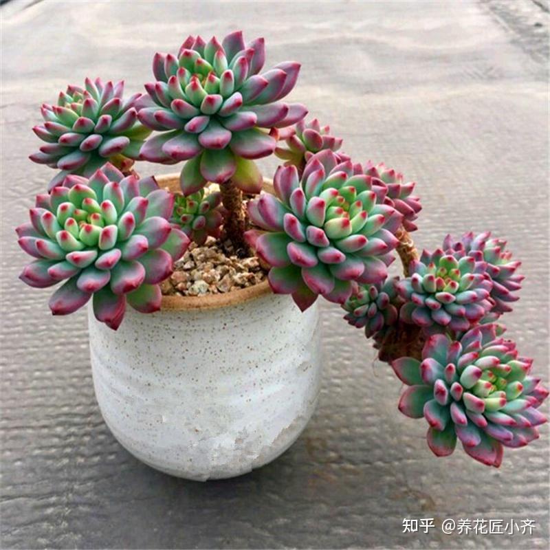 一棵多肉变老桩的整个过程，只需1年，就能养成- 知乎