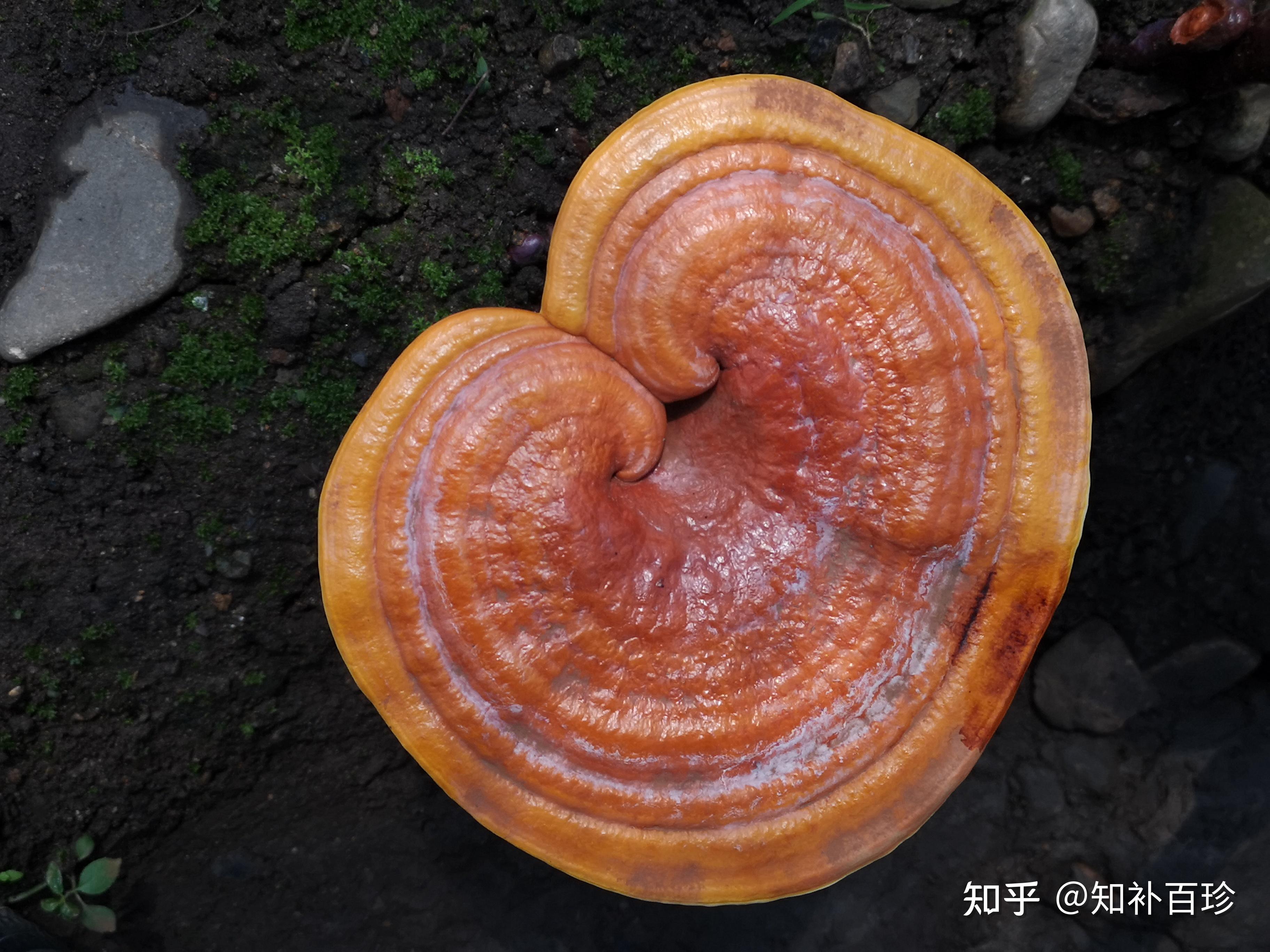 破壁灵芝孢子粉长白山与外地那点事儿! - 知乎