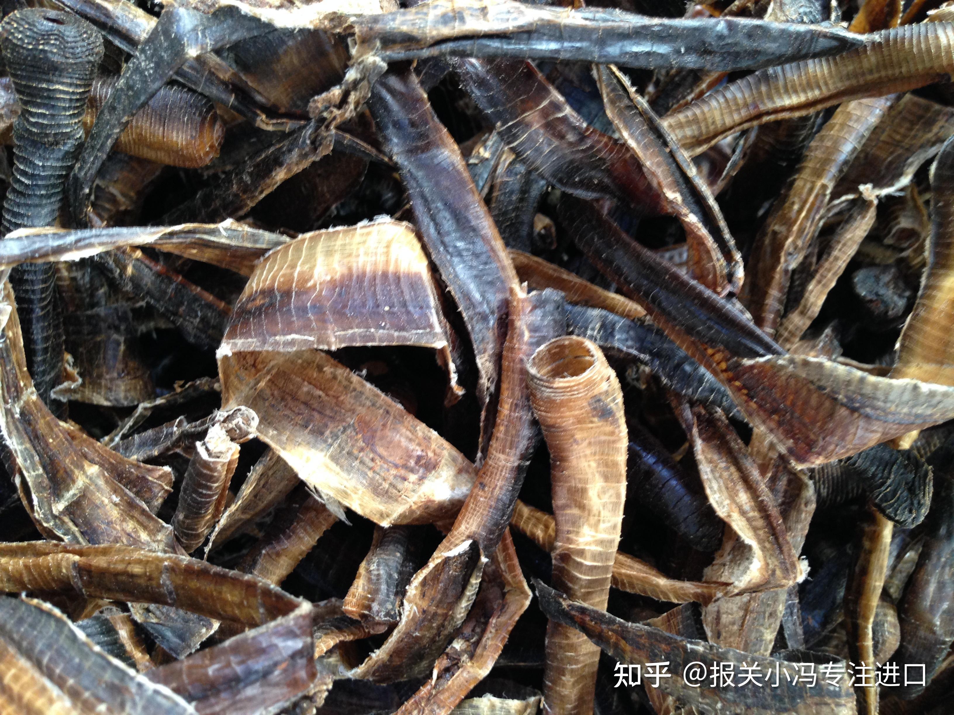 地龙是什么药材可以干什么? - 知乎