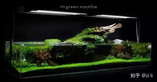 仅高cm的超矮造景 知乎