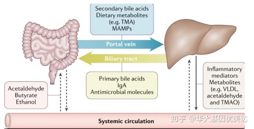 护肝小技巧 1:是时候教你利用一下"肠-肝轴"了 - 知乎