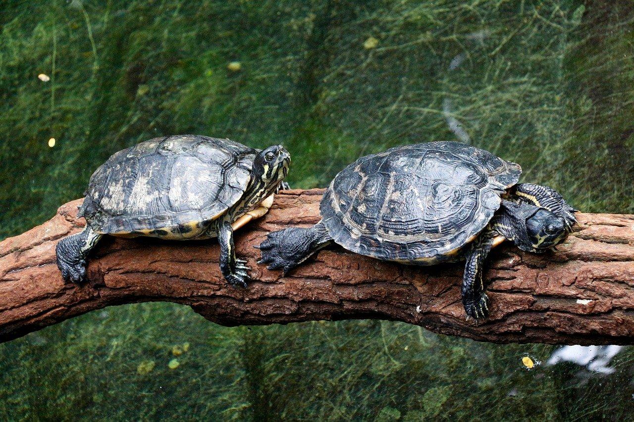 4. 考虑宠物习性