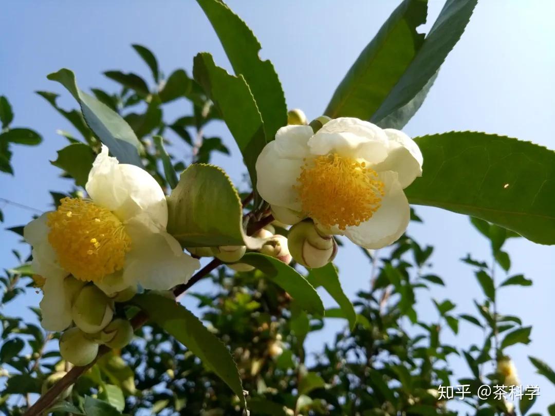 秋冬季節開放的茶樹花會有蜜蜂傳粉嗎? - 知乎