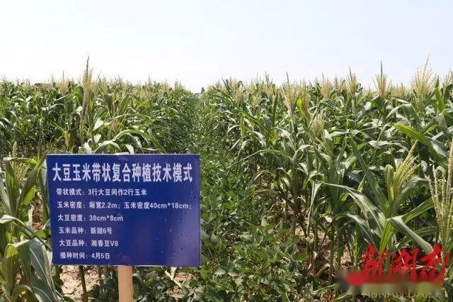 玉米大豆复合种植的关系! - 知乎