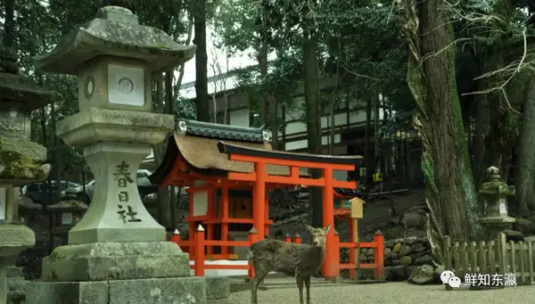 诺应日语角|震惊！古都奈良每年十月份竟然对小鹿做出这种事？！ - 知乎