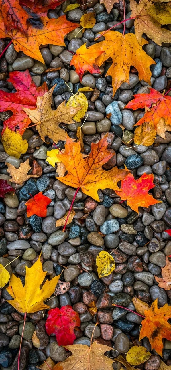 有没有特别清晰而且好看的枫叶手机壁纸? - 知乎