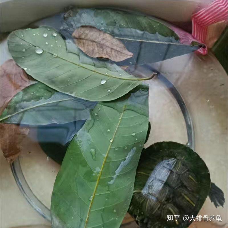 新手养龟——龙眼叶养龟的利与弊 - 知乎